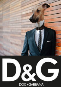 Best Dog Clothing Brands for Stylish