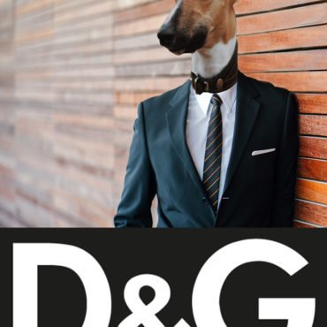 Best Dog Clothing Brands for Stylish